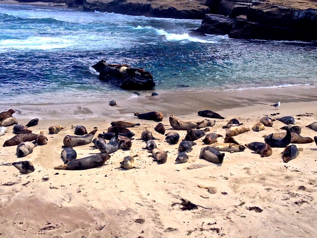 Seal Beach La Jolla