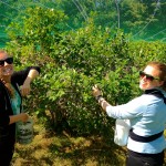 Fruit picking: Just one of the great things about New England
