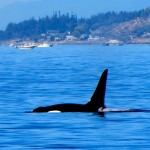 Killer whale watching in the San Juan Islands