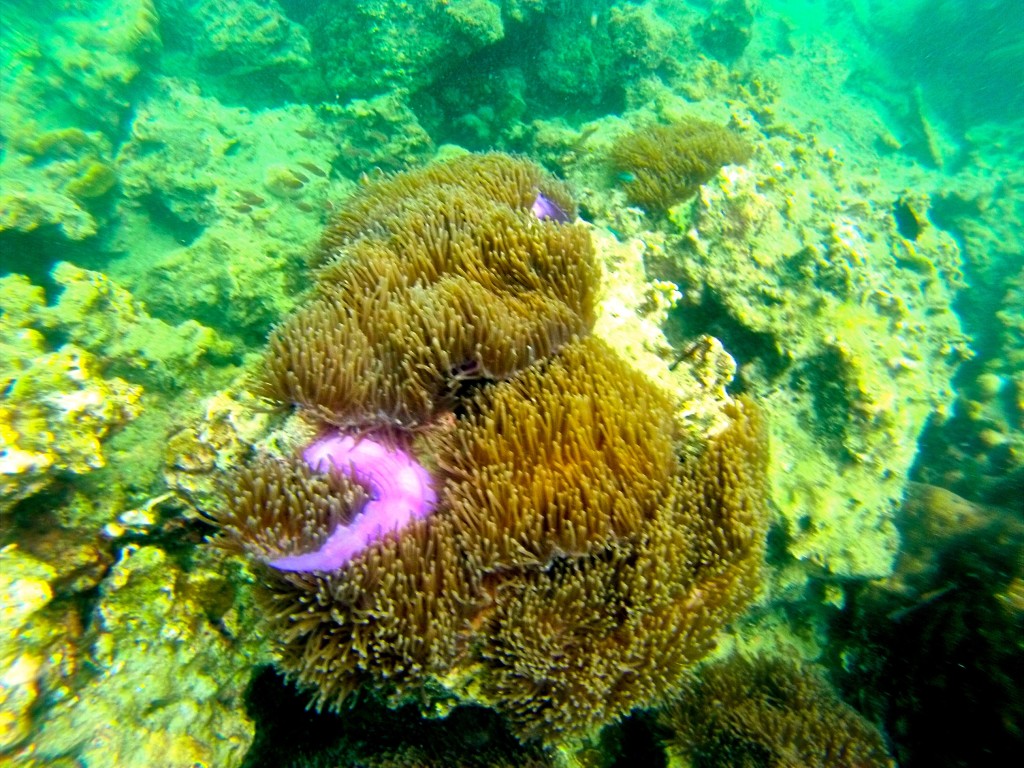 DCIM161GOPRO