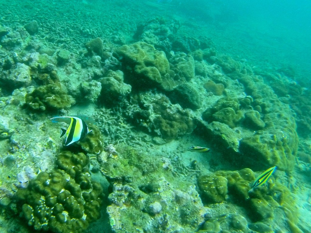 DCIM161GOPRO