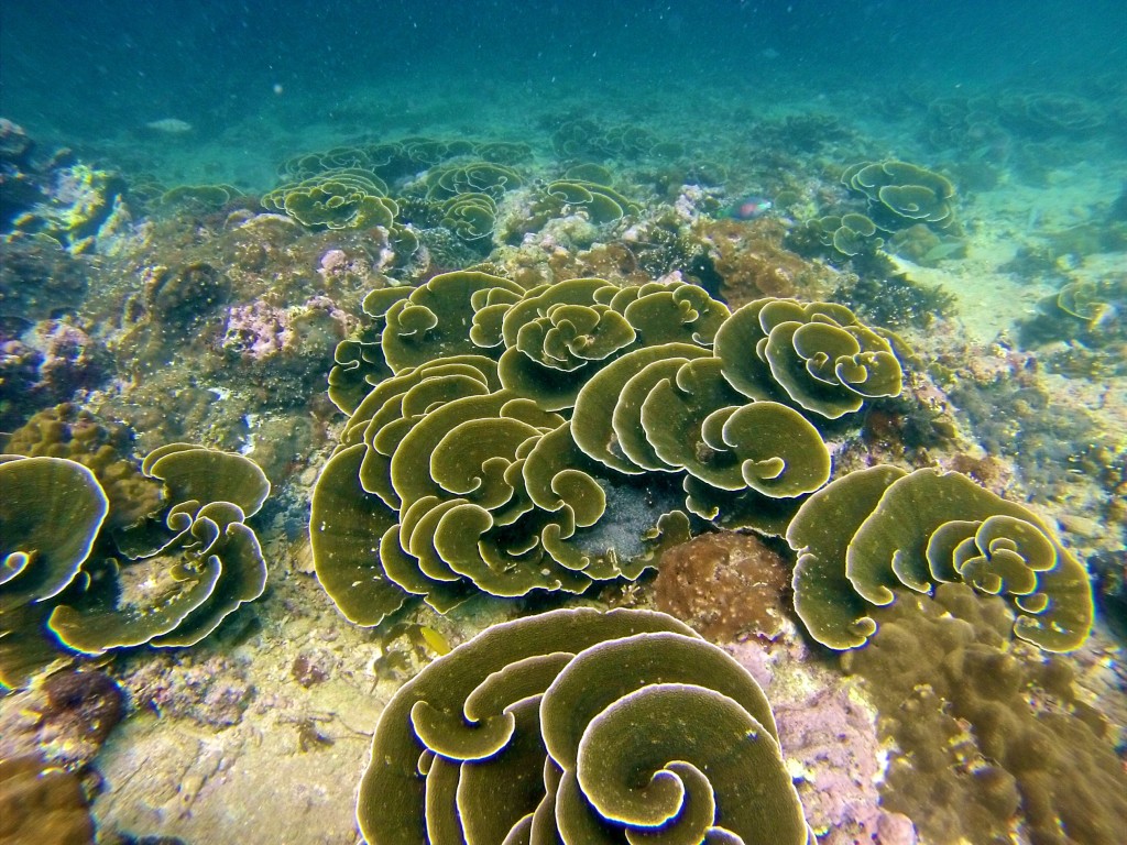 DCIM161GOPRO