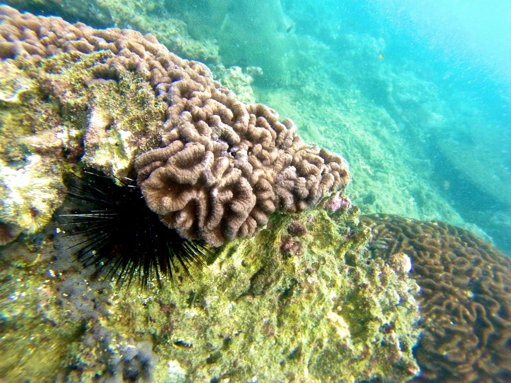 DCIM161GOPRO