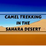 Camel Trekking in the Sahara Desert of Morocco